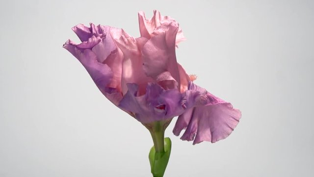 TIme Lapse Flower. Beautiful iris flowers bloom.