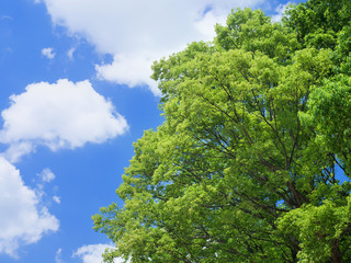 Obraz premium 新緑と青空