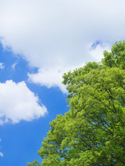 新緑と青空