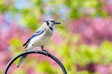 Perched blue jay with colorful blurred background