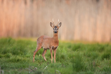 Naklejka na ściany i meble European roe deer, capreolus capreolus, Bohemia nature
