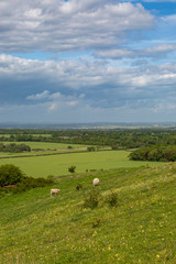 Fototapeta na wymiar Sheep grazing in the Sussex countryside on a sunny late spring day