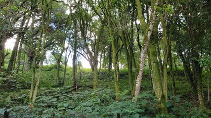 árvores, mato, vegetação, natureza, sem caminho