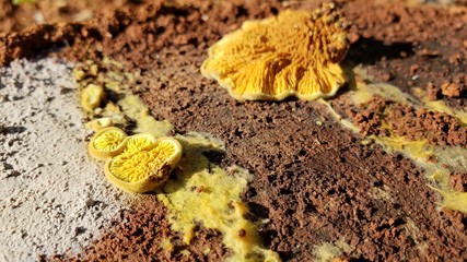 cogumelo, musgo, comida, venenoso, madeira, natureza, terra, 