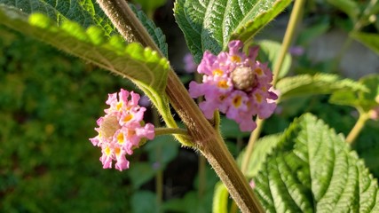 flor rosa, ch&aacute;, caule, planta, natureza, saud&aacute;vel