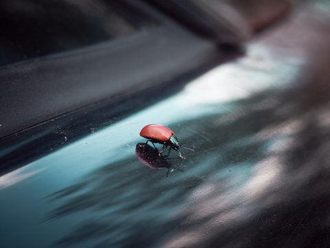 Beetle Close-up, Macro Photography Of Insects As Background For Presentation Or Advertising