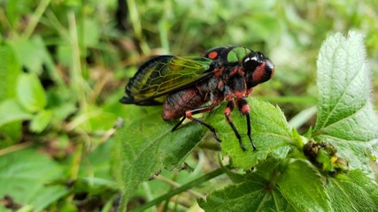 cigarra, animal, inseto, vida, colorido, 