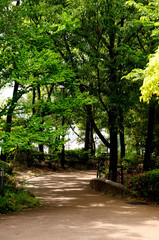 Fototapeta premium 公園 散歩道