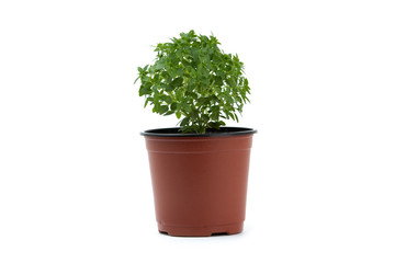 Obraz premium Green flower in a plastic pot isolated on white background.
