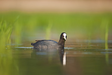 Eurasian coot, fulica atra, bird, Bohemia nature