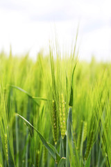 Spikelets of wheat in a field close up
