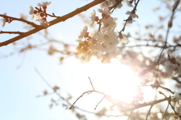 Apricot flowers on sunshine background