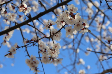 Early spring flowering apricot close up
