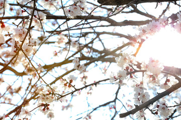 Apricot flowers on sunshine background