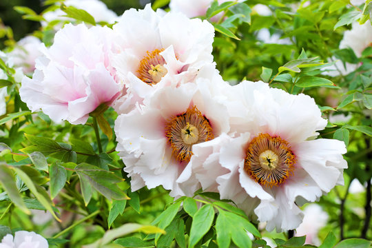 Flowering Tree Peony Close-up