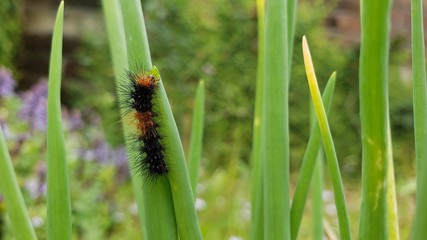 lagarta, tempero verde, veneno, perigoso, comendo, natureza, animais, 
