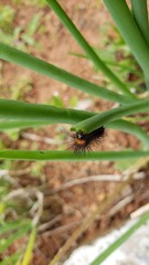 lagarta, tempero verde, veneno, perigoso, comendo, natureza, animais, 
