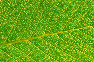 Close up leaf. Macro photography