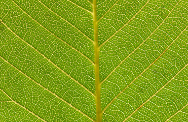 Close up leaf. Macro photography