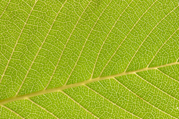Close up leaf. Macro photography
