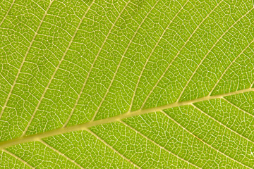 Close up leaf. Macro photography