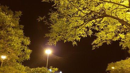 iluminação notura, lâmpada, árvore, verde, escuro