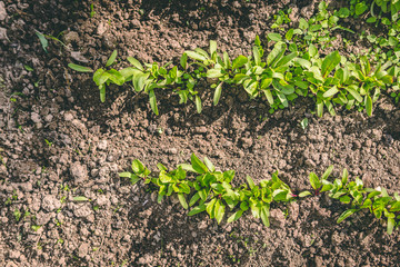 Rows of plants in the garden. View from above