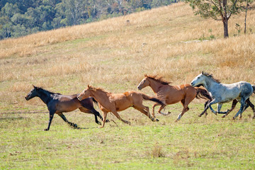 A Herd Of Running Wild Horses