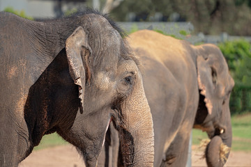 Fototapeta na wymiar Two Large Elephants