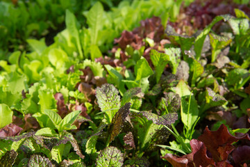 Rows of lettuce and mustard of different colors in the garden bed.