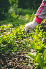 A woman weeds her hands in the gloves of a plant in the garden