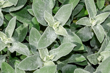 Naklejka premium Flower background. Light green leaves. Soft, fluffy Stahis leaves