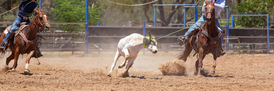 Calf Roping Competition At An Australian Rodeo