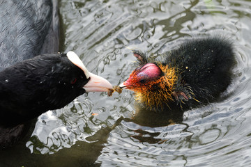 Close up of a common coot (fulica atra) feeding it's chick in the water