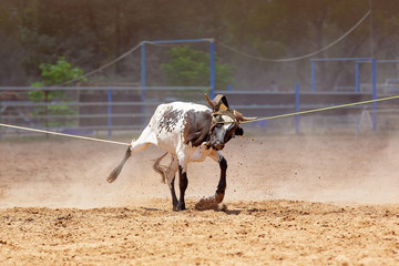 Calf Roping Competition At An Australian Rodeo