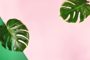 Tropical monstera leaves on pink background.