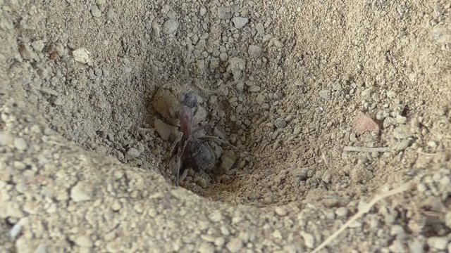 Ameisenl&ouml;we f&auml;ngt Ameise