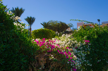 Obraz premium Pink caribbean flowers bougainville on vibrant blue sky background. Spring floral tropical background