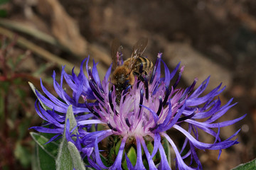 Honeybee on mountain knapweed (Centaurea montana)