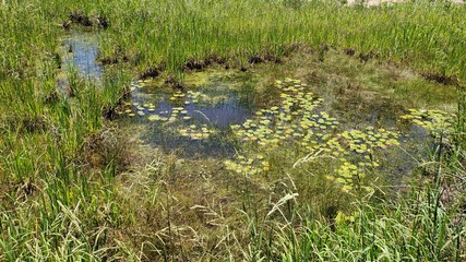 banhado, açude, lago, pântano, vegetação, natureza, 