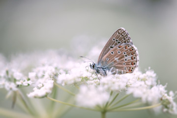Common blue on white flower