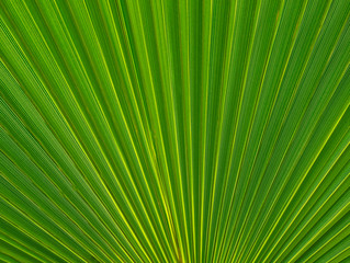 Abstract green palm tree leaf texture close up.Bright tropical natural background with copy space for design.Summer vacation concept.Selective focus.