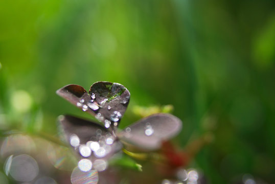 Shiny dew drops on maroon leaves of grass oxalis on a sunny summer morning, macro, soft focus