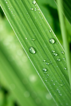Transparent raindrops on a narrow green blade of grass on a cool summer day, macro, close up, portrait orientation