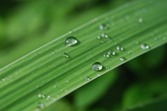 Transparent raindrops on a narrow green blade of grass on a cool summer day, macro, close up
