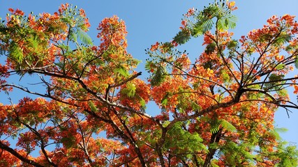 Fototapeta premium árvore vermelha linda, primavera