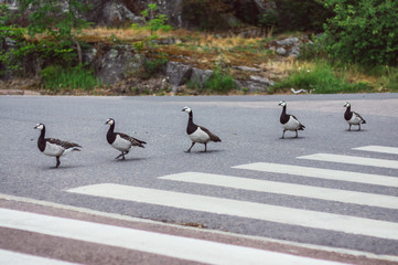 Birds with nestlings crossing road by pedestrian crossing - 270109220