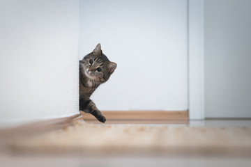 playful tabby domestic shorthair cat coming around the corner looking at white wall