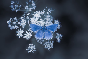 Blue bytterfly on white flower