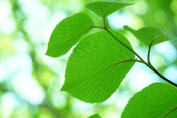 葉　若葉　新緑　